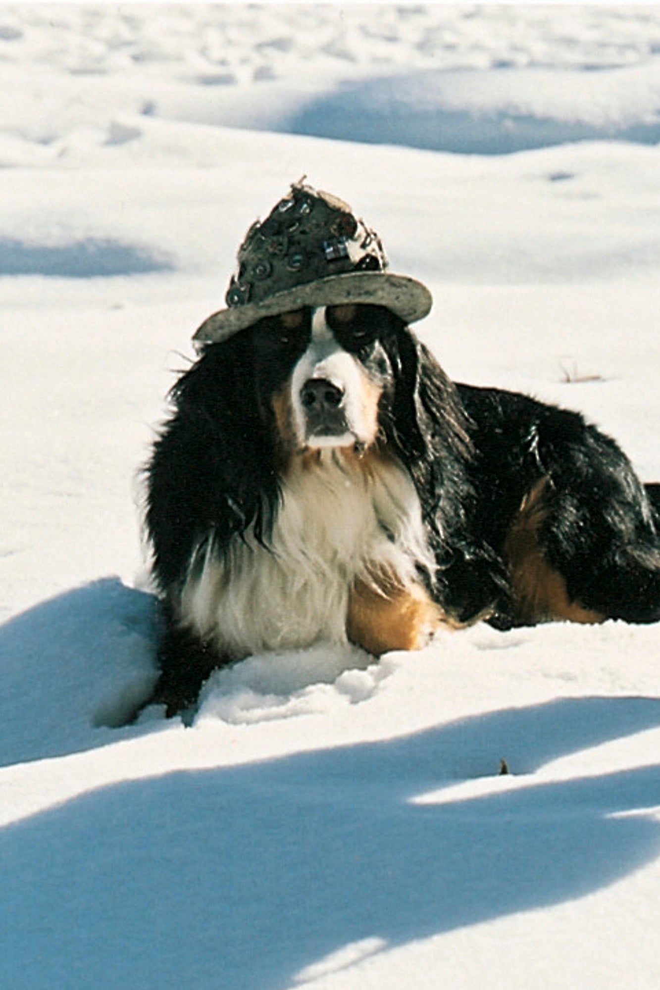 Bernese Mountain Dog lying in the snow wearing a hat
