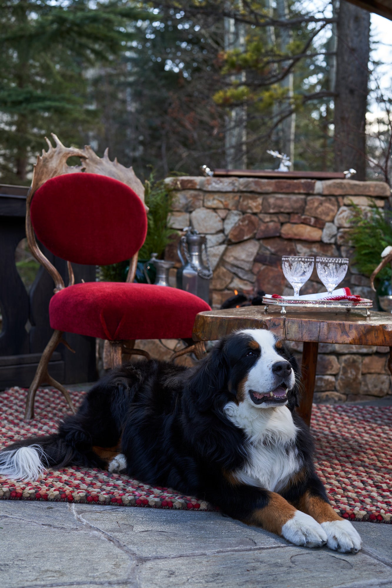 Bernese Mountain dog lying on a stone patio with a red chair and stone fireplace in the background.