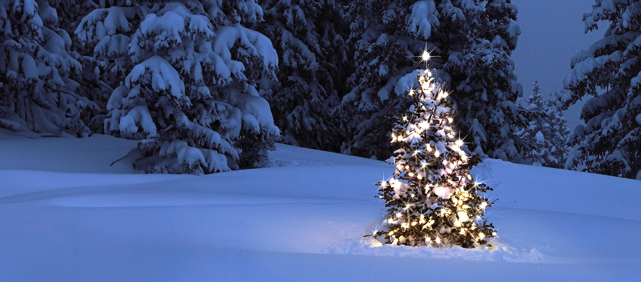 Lit Christmas tree standing in a snowy landscape, surrounded by snow-covered trees.