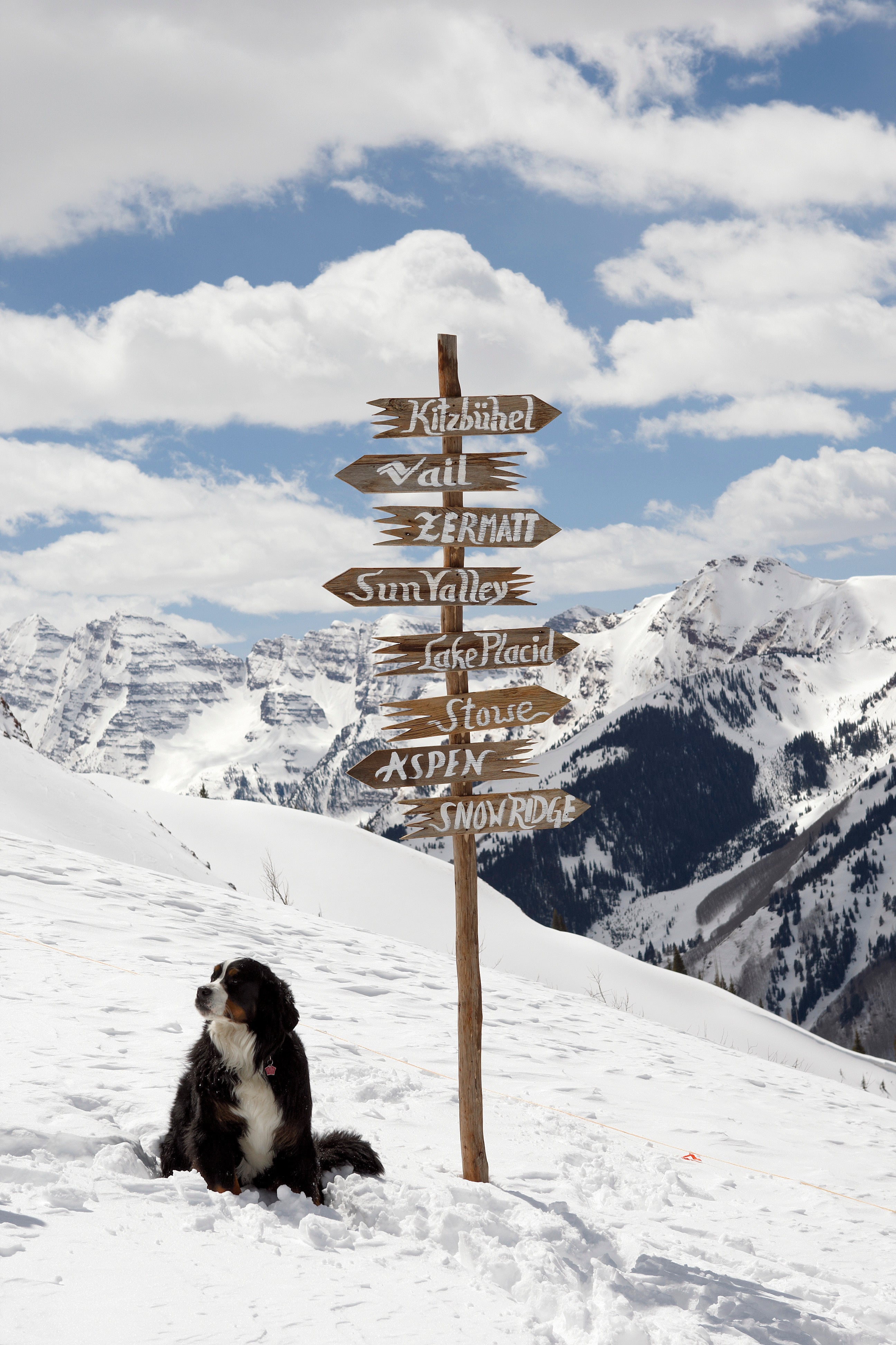 Bernese Mountain Dog sitting in the snow next to a wooden signpost with mountain names against a blue sky and mountain range.