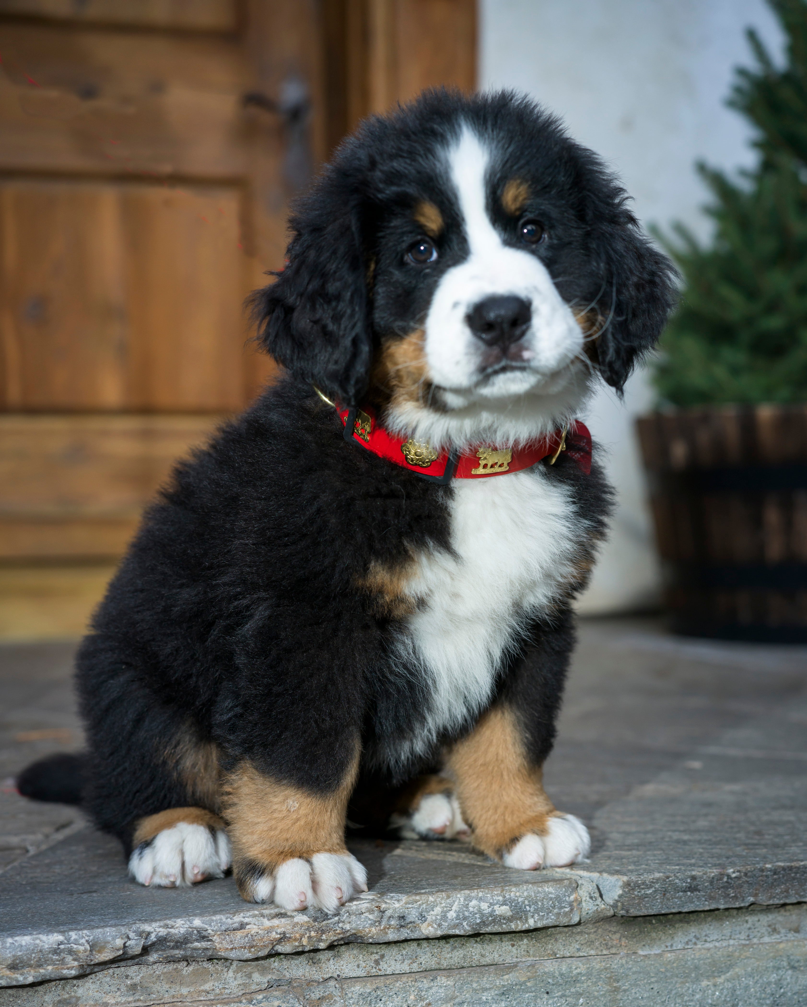 Bernese Mountain Dog puppy wearing a red collar sitting on a stone surface.