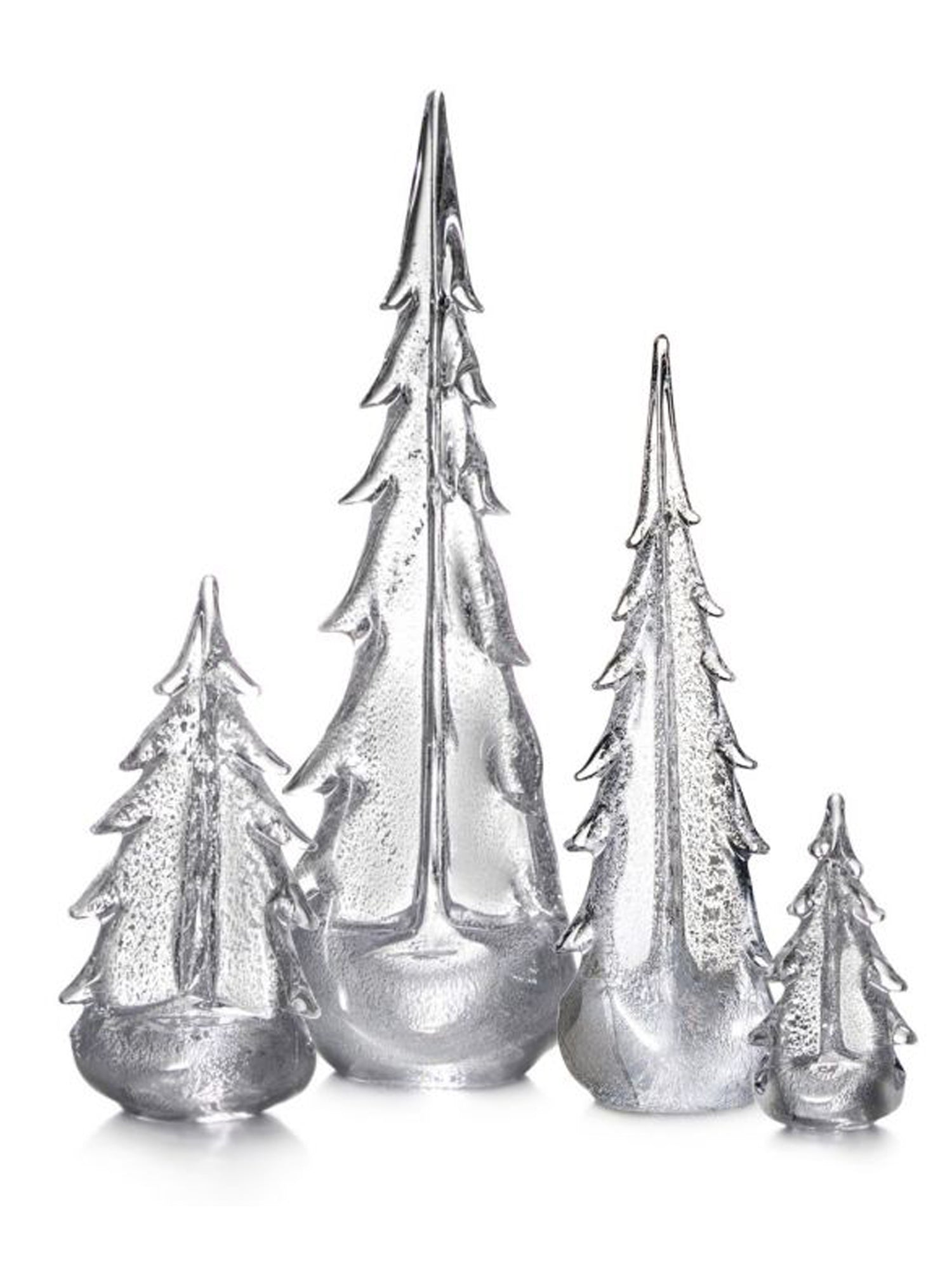 Silver Leaf Evergreen 18